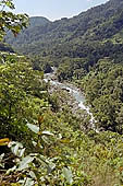 The cloud forest near the Cock of the Rock leks in the Manu reserve 